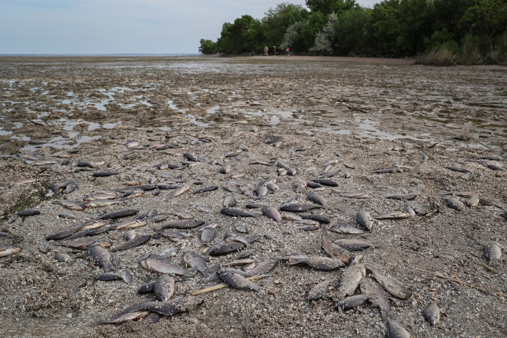 Через руйнування Каховської ГЕ, сотні тисяч риб, що мешкали у водосховищі почали масово гинути